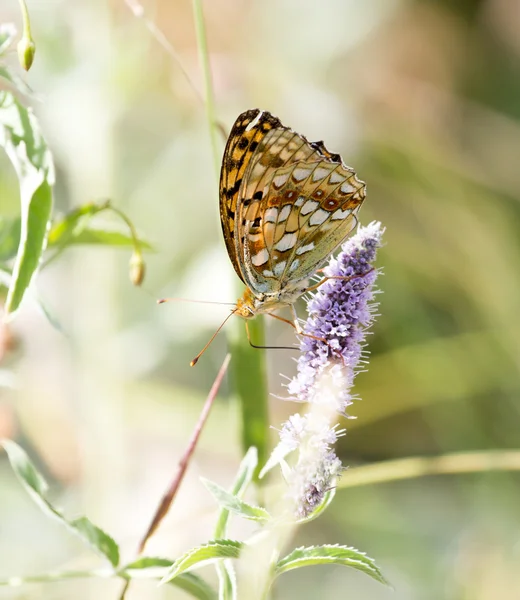 Natureza — Fotografia de Stock