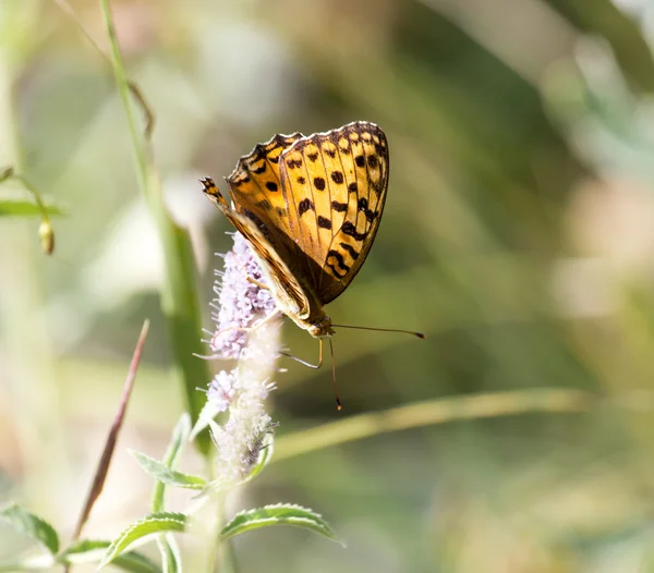 Natur — Stockfoto