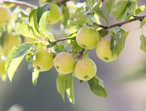 Nature — Stock Photo, Image