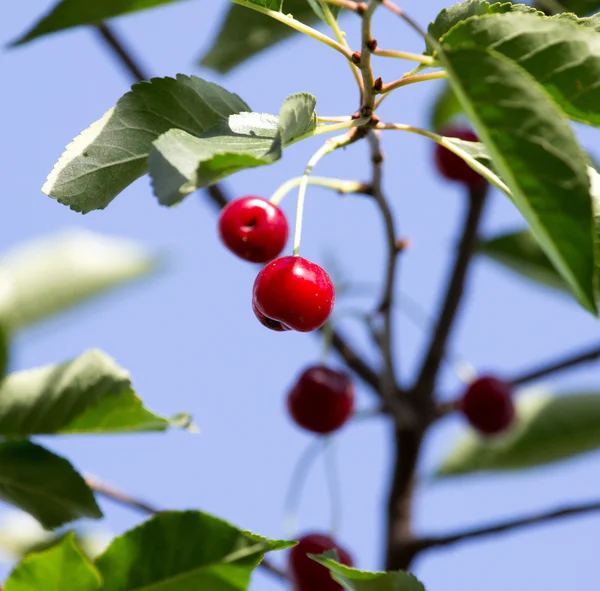 Natura — Foto Stock