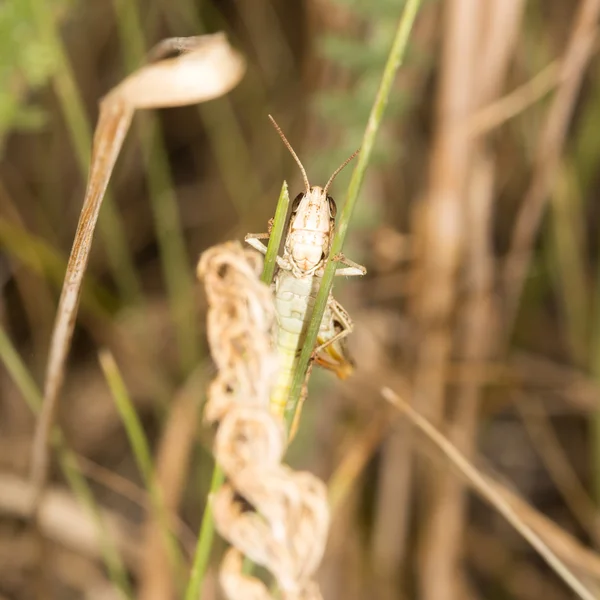 Natur — Stockfoto