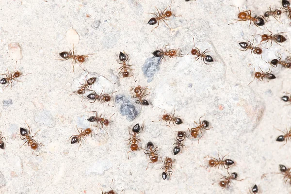 Naturaleza — Foto de Stock