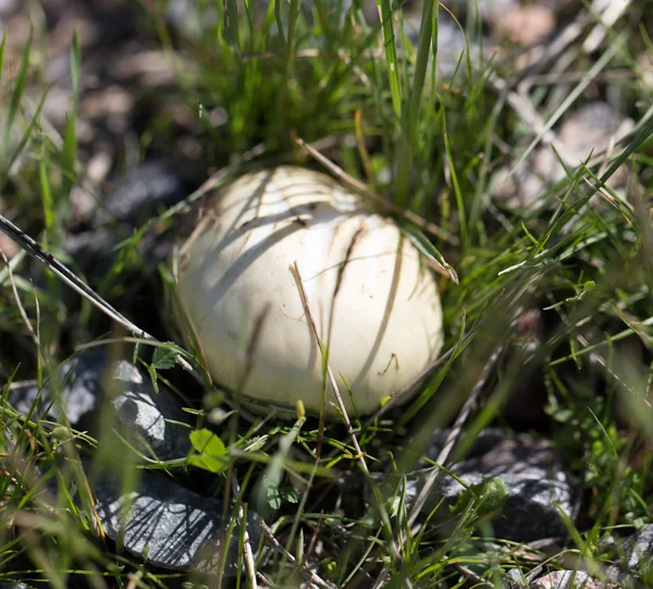 Natuur — Stockfoto