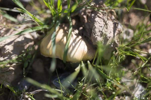 Naturaleza — Foto de Stock