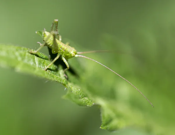 Nature — Stock Photo, Image