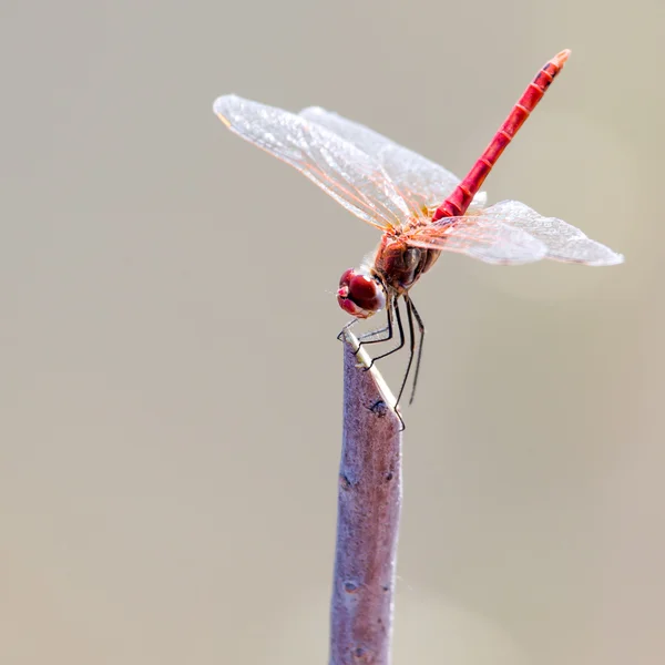 Nature — Stock Photo, Image