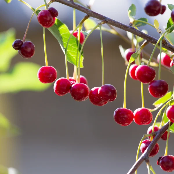 Natuur — Stockfoto