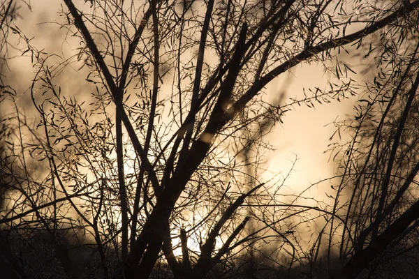 Natuur — Stockfoto