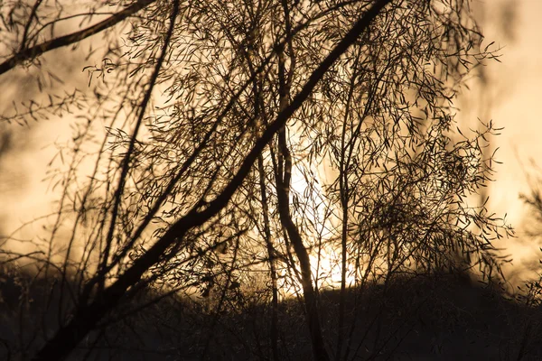 Natuur — Stockfoto