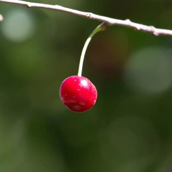 Nature — Stock Photo, Image