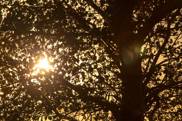 Naturaleza — Foto de Stock