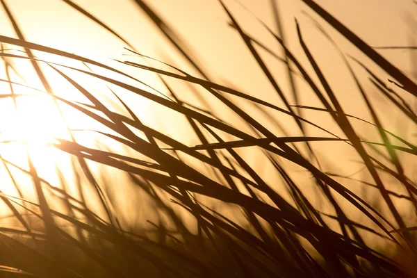 Naturaleza — Foto de Stock