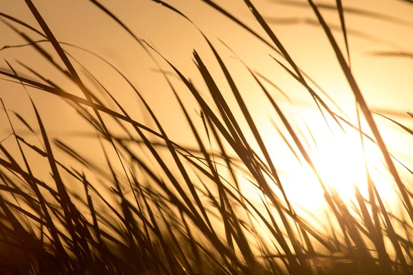 Naturaleza — Foto de Stock