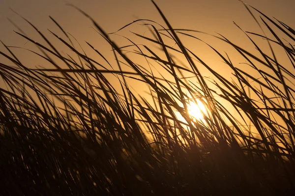 Naturaleza — Foto de Stock