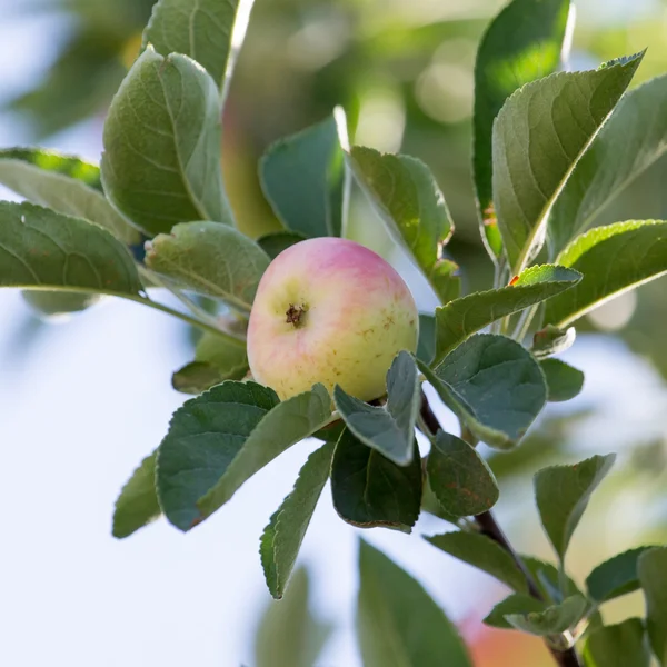 Natur — Stockfoto