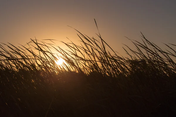 Naturaleza — Foto de Stock