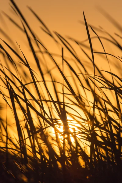 Naturaleza — Foto de Stock