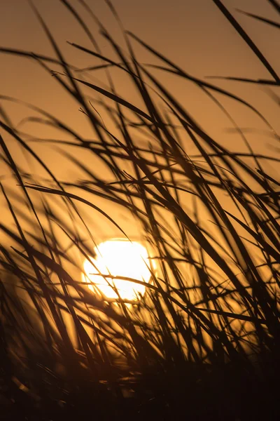 Naturaleza — Foto de Stock