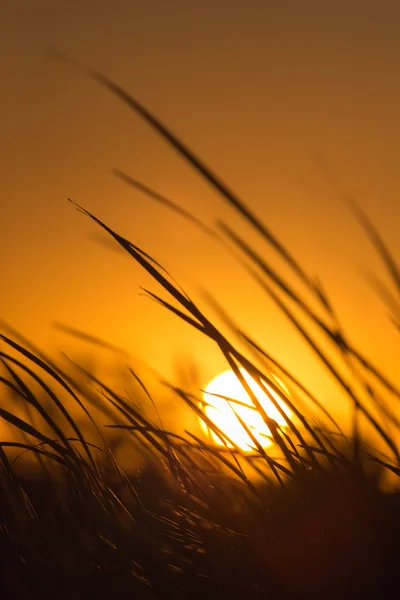 Naturaleza — Foto de Stock