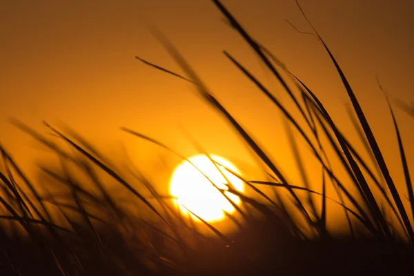 Naturaleza — Foto de Stock