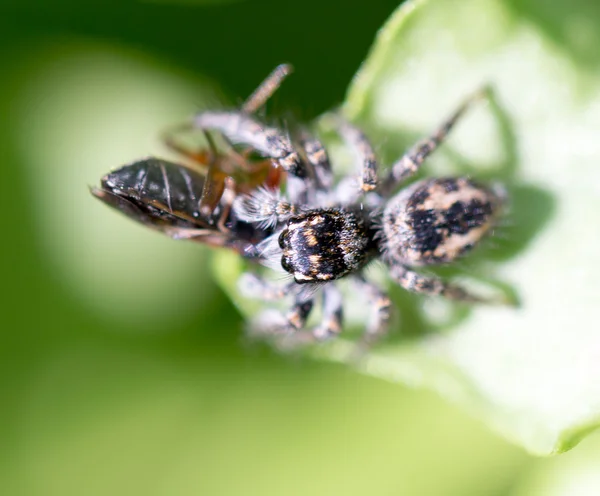 Natur — Stockfoto