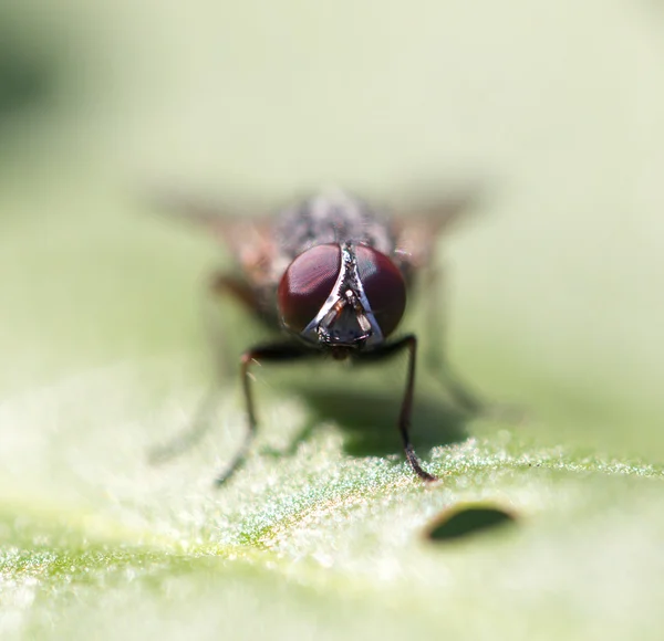 Naturaleza — Foto de Stock