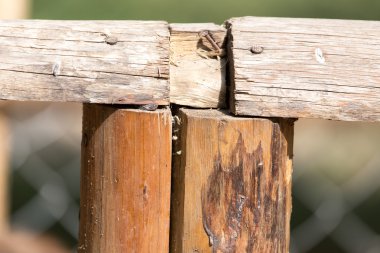 gölgelik günlükleri