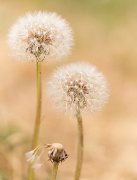 Naturaleza — Foto de Stock