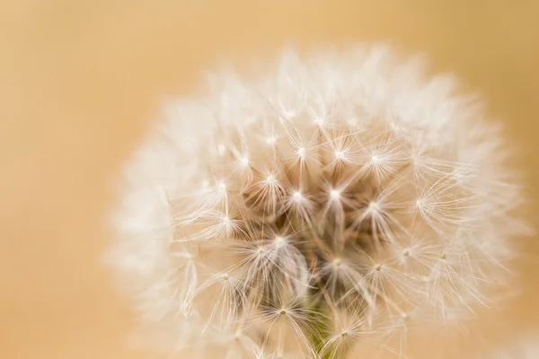 Natuur — Stockfoto