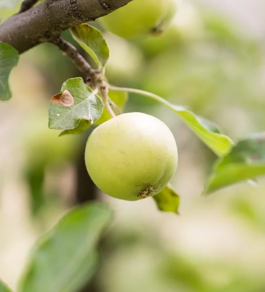 Naturaleza — Foto de Stock