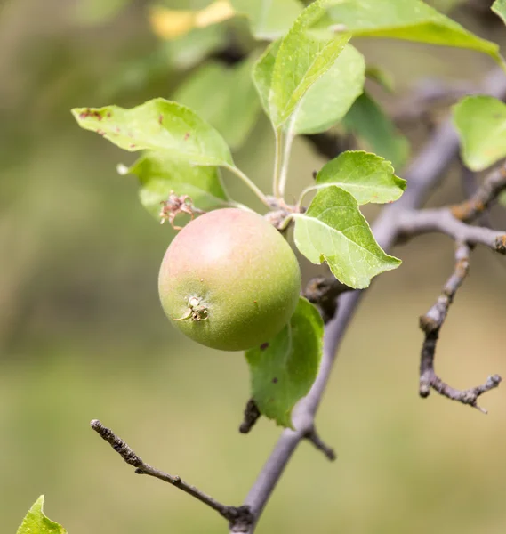 Naturaleza — Foto de Stock