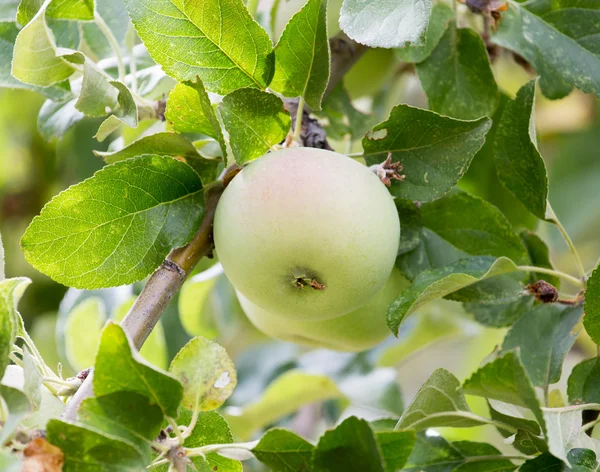 Naturaleza — Foto de Stock