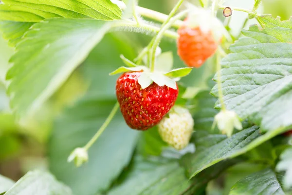 Natura — Foto Stock