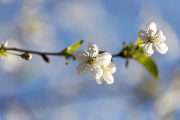 Natur — Stockfoto