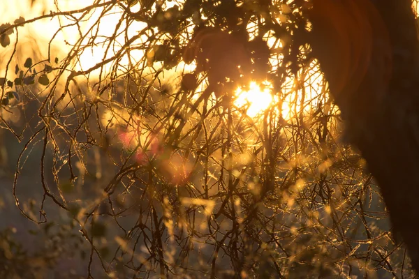 Natur — Stockfoto