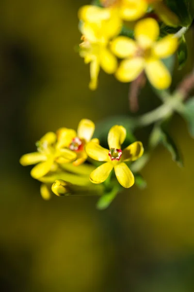 Natuur — Stockfoto