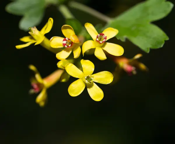 Příroda — Stock fotografie