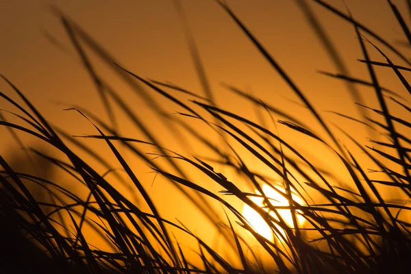 Natura — Foto Stock