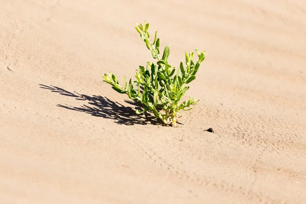 Nature — Stock Photo, Image