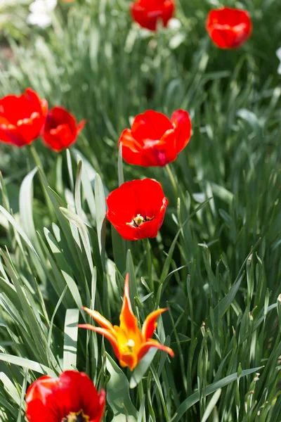 Natur — Stockfoto