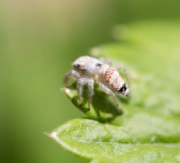 Naturaleza — Foto de Stock