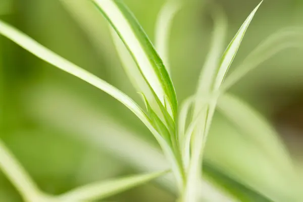 Natuur — Stockfoto