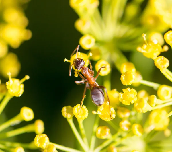 Natur — Stockfoto