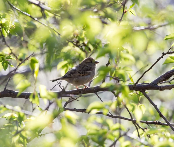 Nature — Stock Photo, Image