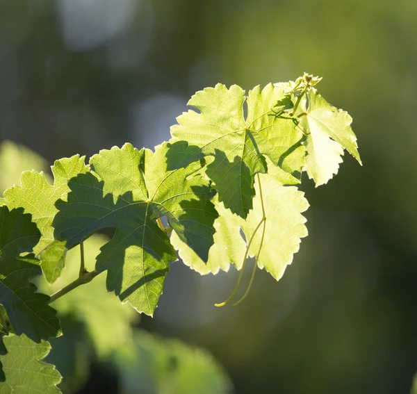 Natuur — Stockfoto