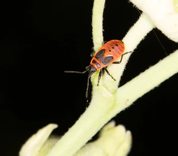 Natura — Foto Stock