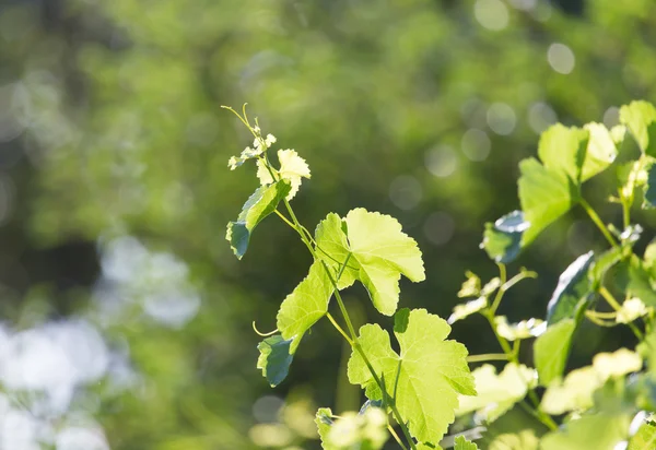 Doğa — Stok fotoğraf