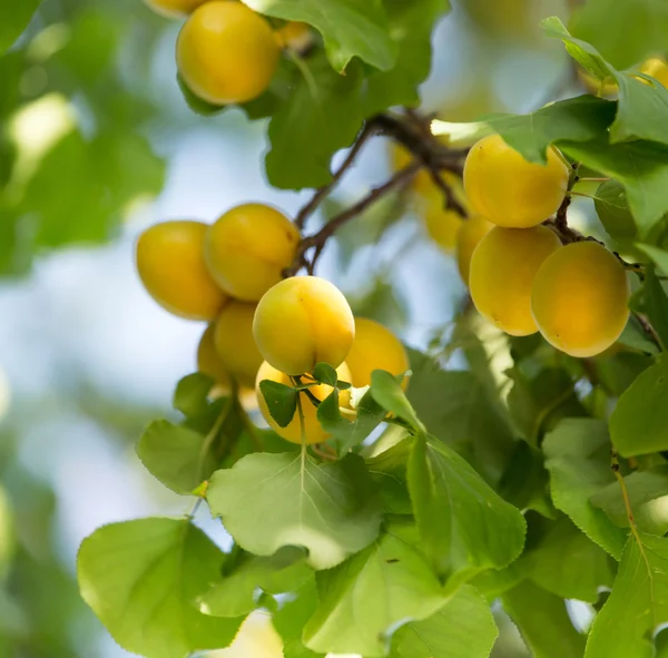 Natur — Stockfoto