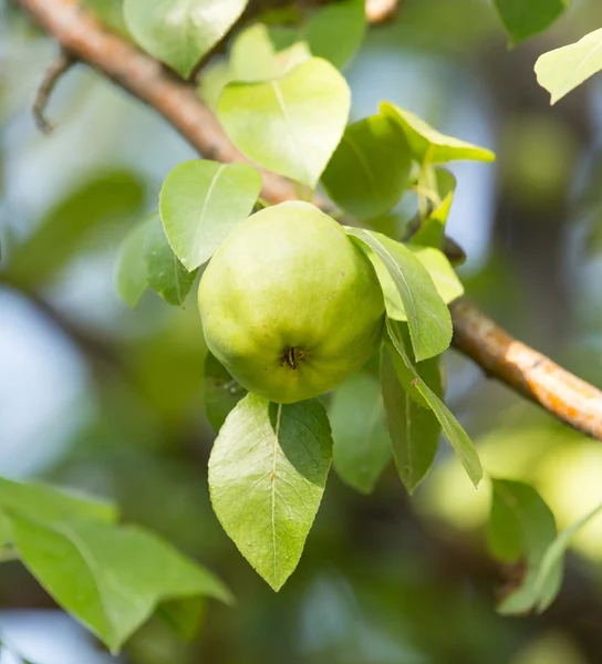 Naturaleza — Foto de Stock