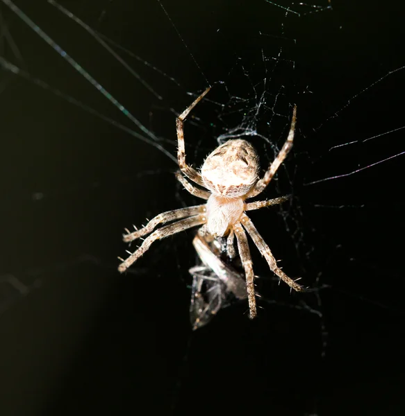 Nature — Stock Photo, Image